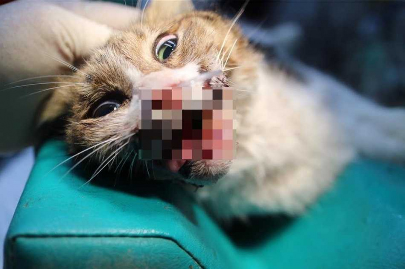 中和區民安街1隻虎斑白色貓疑似車禍,造成臉部髒汙及嘴巴流血趴在路旁。(圖/新北市動保處提供)