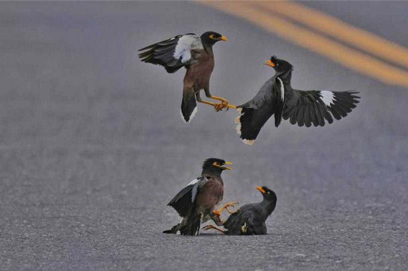 愛鳥人士鄭清文在雲林四湖鄉鎮目睹家八哥、白尾八哥在馬路上打群架，家八哥的眼周圍有黃色裸皮，身體偏棕色；白尾八哥的身體偏灰色，尾羽末端是白色。（圖／鄭清文提供）