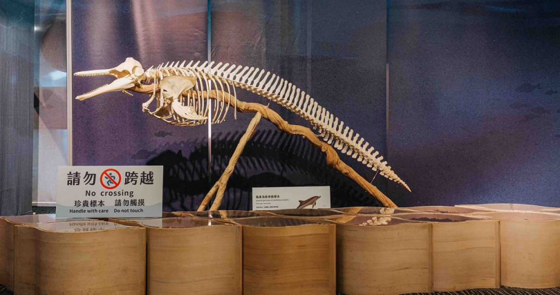 中信金控偕同旗下子公司攜手蘭陽博物館舉辦「鯨靈.淨零」特展,公私協力推動守護海洋生態多樣性教育(圖/中信金控提供)。