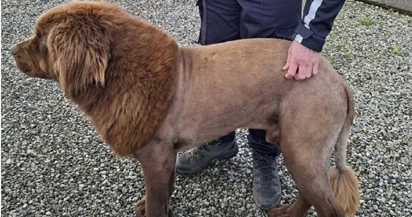 警方與誤認為『獅子』的新芬蘭犬Mouse互動，牠因剃毛造型成為網路焦點。（圖／翻攝自X，Garda Info）