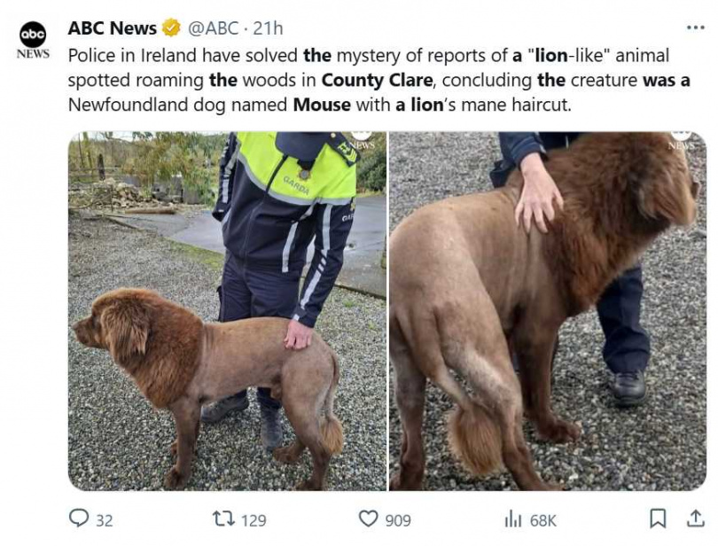 動保團體呼籲飼主避免為雙層毛犬種剃毛，以免影響健康與體溫調節。（圖／翻攝自X，@ABC）