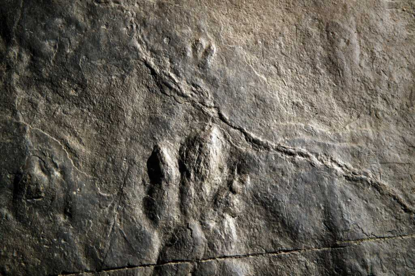 科學家透過繩線與標記記錄恐龍移動方向與行為,重建白堊紀末期生態環境。(示意圖/達志/美聯社)