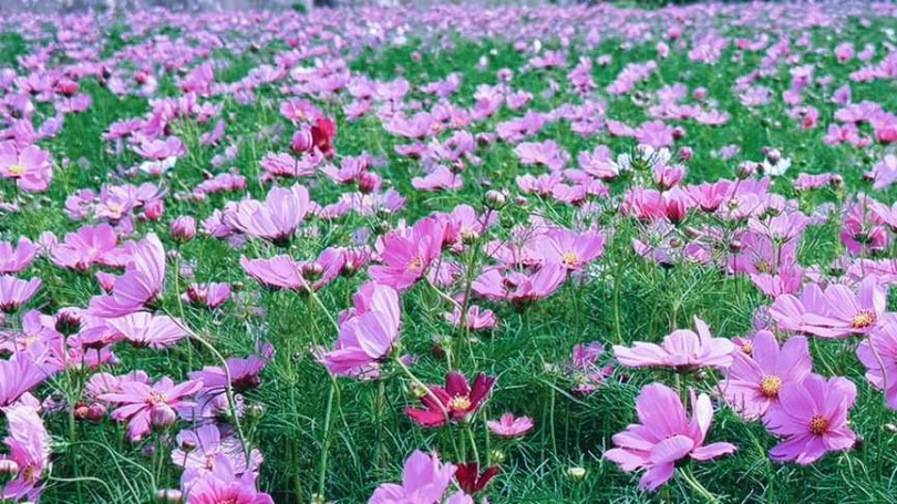 波斯菊花海在竹北鳳岡開花正盛。（圖／翻攝自竹北市公所臉書粉絲團）