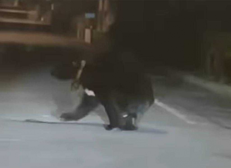 有民眾8日晚間駕車行經花蓮玉里源城社區，發現1隻黑熊一拐一拐的從他車前緩緩跑進對面巷子，經林業及自然保育署花蓮分署調查確認，熊隻為去年野放的達古阿里（Da qu-ali）。（圖／翻攝臉書社團「我愛玉里」／羅亦晽花蓮傳真）