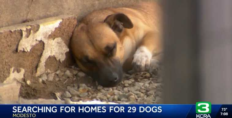 阿波比親手照顧鄰居遺留的29隻狗，逐一替牠們尋找新家。（圖／翻攝自KCRA）