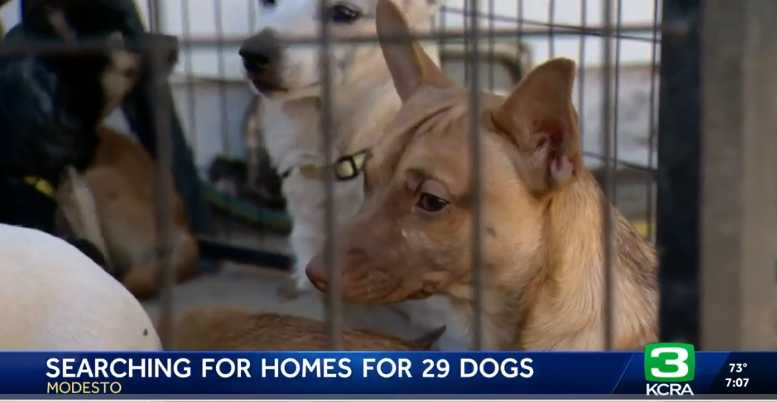 阿波比親手照顧鄰居遺留的29隻狗，逐一替牠們尋找新家。（圖／翻攝自KCRA）