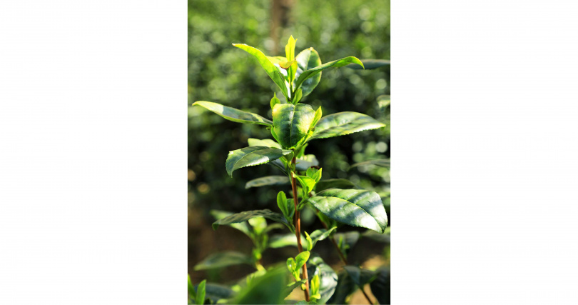 上林三入製作獻上初昔的最頂級茶樹品種Asahi。（圖／吳德亮攝）