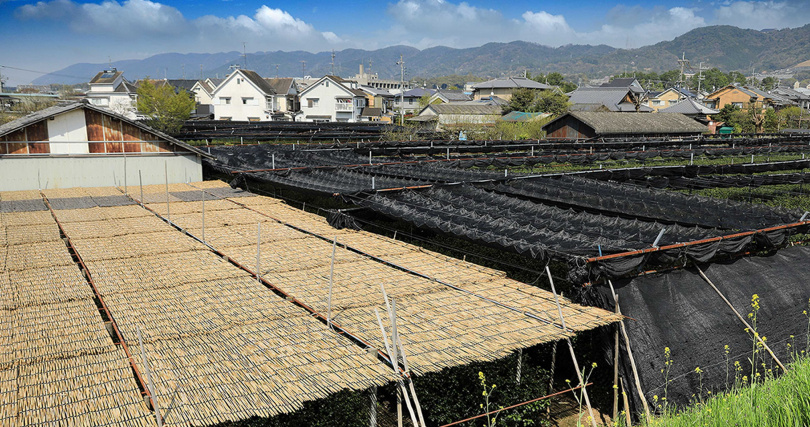 由禾稈或蘆葦編織被覆的茶園（左）與尼龍黑網頂棚的茶園（右）明顯不同。（圖／吳德亮攝）