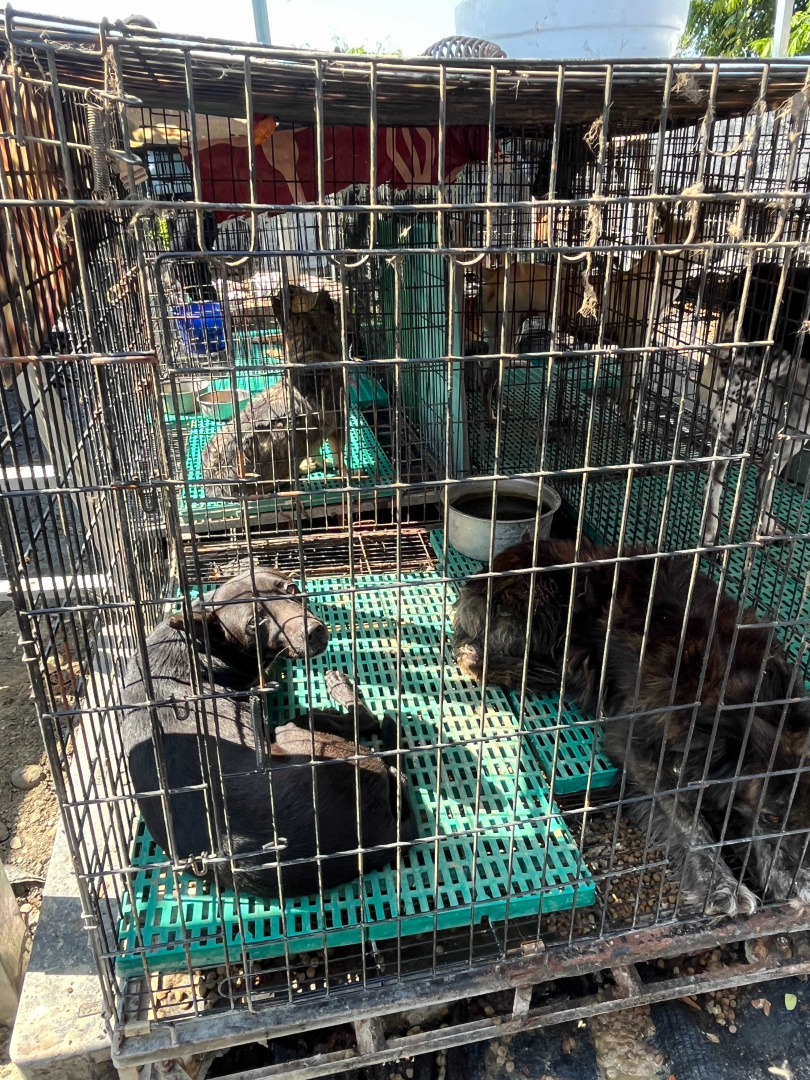 美濃森林狗園的犬隻多半關籠飼養，且因缺乏遮蔽，狗兒們只能躺在曬得發燙的鐵籠內無處可逃。（圖／台灣防止虐待動物協會提供）