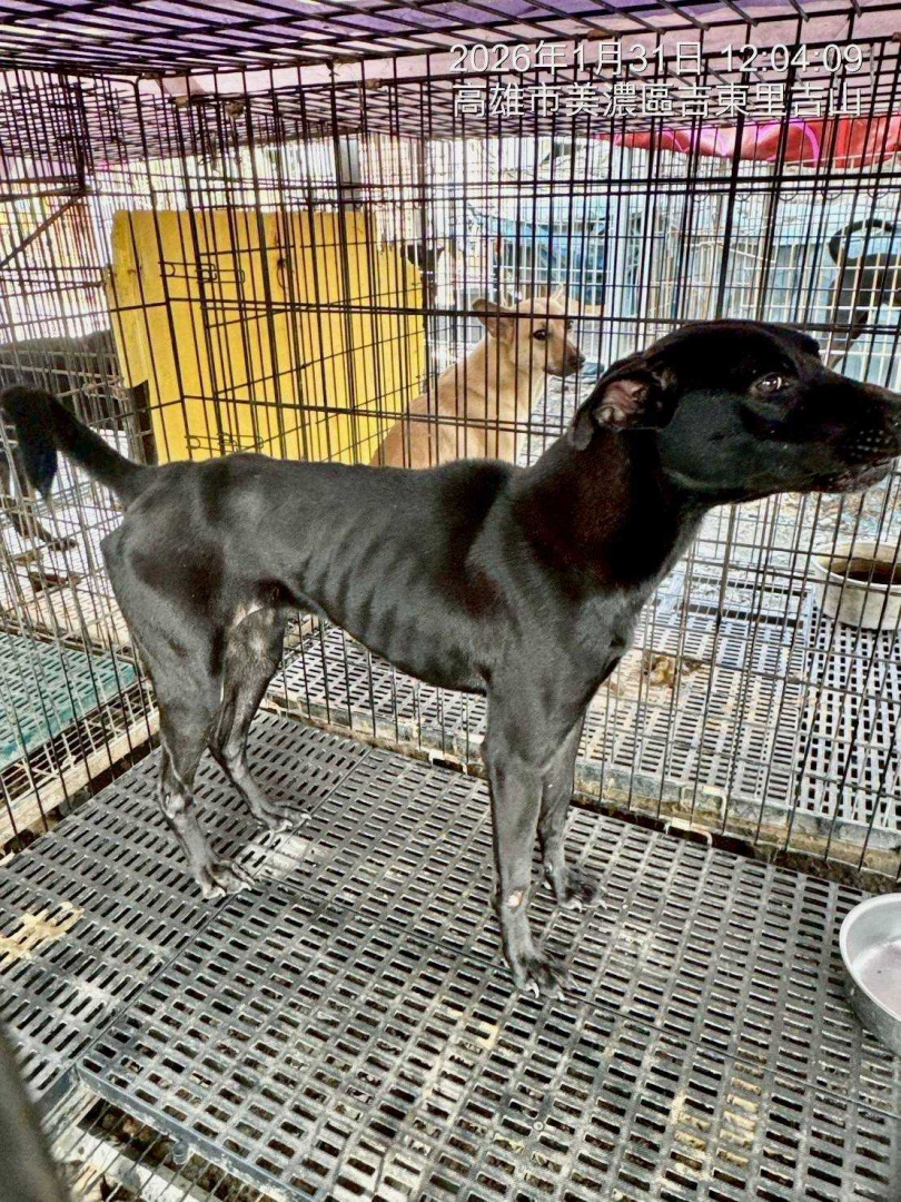 超過300隻貓狗收容在美濃森林狗園，卻遭爆3到5天才餵食一次，導致狗兒幾乎成為骷髏。（圖／台灣防止虐待動物協會提供）