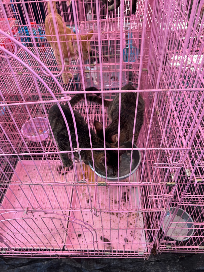 貓籠內沒有飲水和貓砂，救援志工為美濃森林狗園的貓咪倒入清水，貓咪便立刻爭搶。（圖／台灣防止虐待動物協會提供）