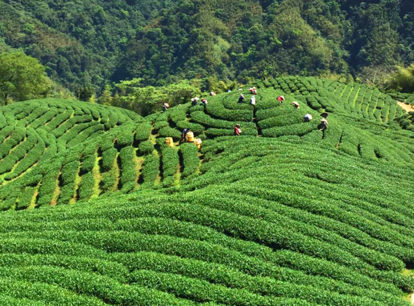 改製小葉紅茶而一舉成名的杉林溪茶區軟鞍八卦茶園。（圖／吳德亮攝影）