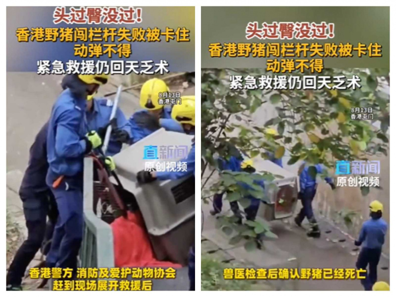 山豬獲救後隨即送往嘉道理農場接受獸醫檢查,最終仍被證實死亡。(圖/翻攝自微博,直新聞)