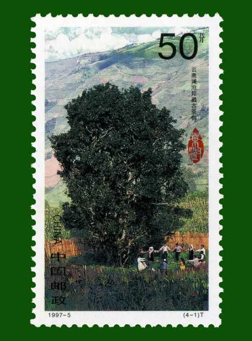 最早登上中國郵票的邦崴過渡型古茶樹王。(圖/吳德亮攝)