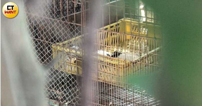 苗栗「人人犬舍」超過200隻毛孩遭人為移除聲帶，場面令人痛心。（圖／林冠吟攝）