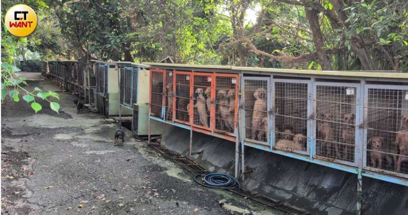 苗栗「人人犬舍」超過200隻毛孩遭人為移除聲帶，場面令人痛心。（圖／林冠吟攝）