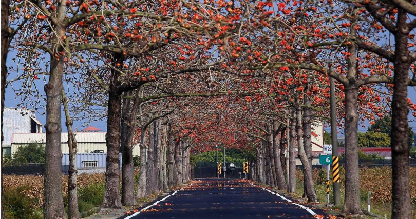 ：將軍有多條木棉道，3/29當天預計在苓仔寮木棉花道舉辦趣味活動、宣告花季到來。（歷年資料照，圖／台南市政府觀光旅遊局提供）