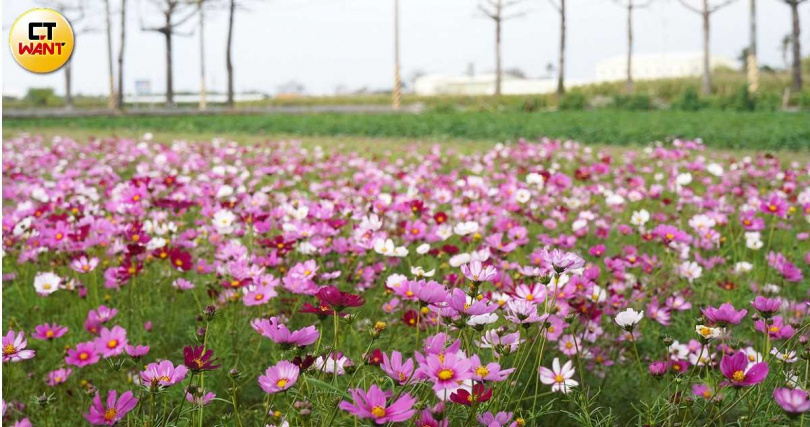 沿著苓仔寮木棉花道還可前往周邊的大波斯菊花田拍攝美照。（圖／魏妤靜攝）
