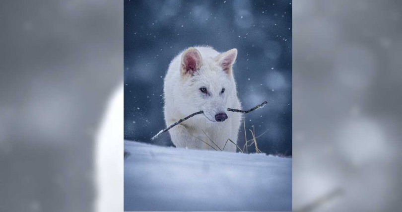 （圖／翻攝自「colossal.com」官網）