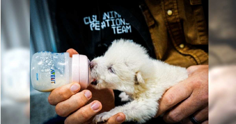 （圖／翻攝自「colossal.com」官網）