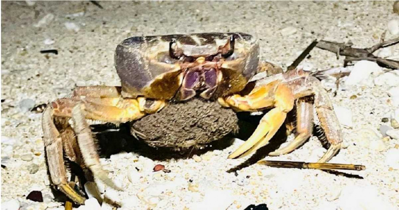 正值陸蟹降海釋幼期，又逢旅遊旺季，小琉球陸蟹志工呼籲小心行車，守護陸蟹，維護生態資源。圖為抱卵毛足特氏母蟹。（圖／小琉球陸蟹志工提供）