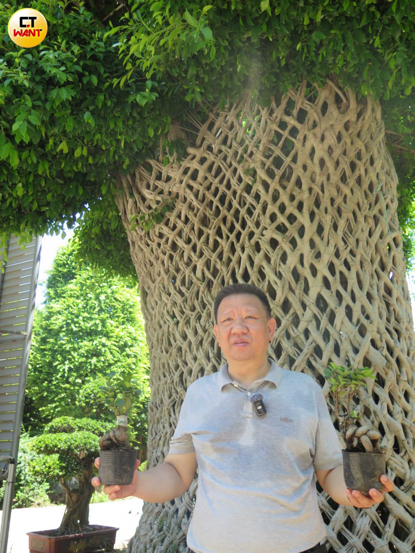 一棵人參榕幾十元人民幣，但造型大樹可賣到幾十萬元人民幣。（圖／陳曼儂攝）