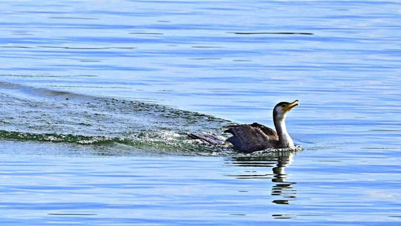 新竹市野鳥學會指出，民眾看見飛越頭頂的成群的黑色大鳥，是來台度冬的候鳥鸕鶿。（圖／新竹市野鳥學會提供）