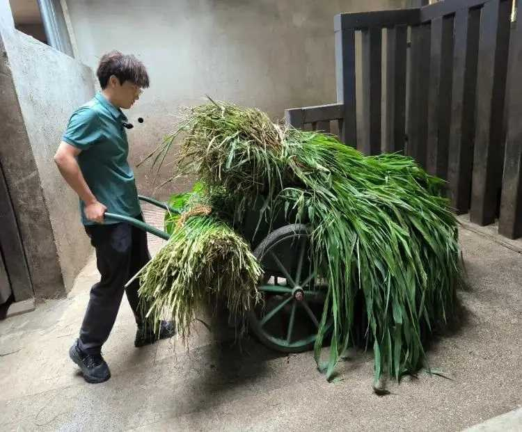 胡宇磊每天負責餵食、清潔及健康觀察,兩頭河馬一天最多可產生約250公斤糞便。