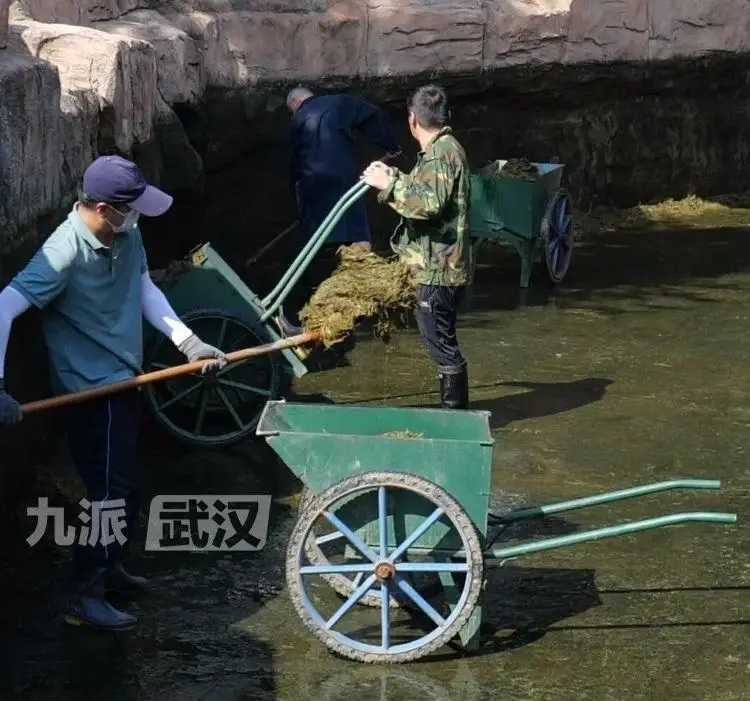 胡宇磊會從河馬的食量、糞便及行為變化判斷健康狀況,直言多年專業並沒有白學。