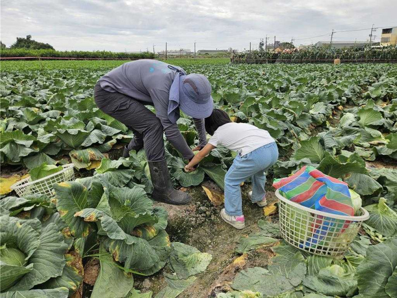 高麗菜價大跌，農民開放民眾自採，小朋友體驗農家田園樂。（圖／中國時報羅琦文攝）