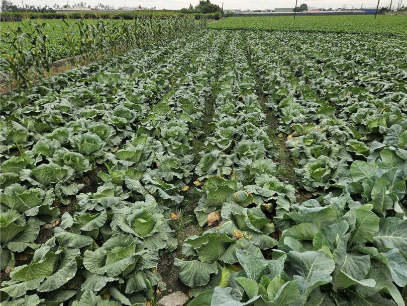 高麗菜大豐收，價格大跌。（圖／中國時報羅琦文攝）