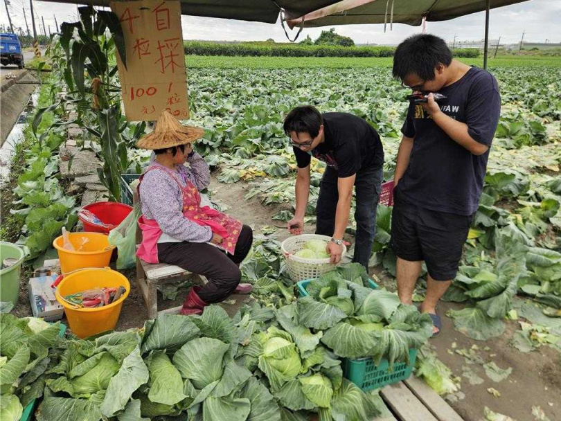 高麗菜價大跌，農民開放民眾自採，1顆30元、4顆100元。（圖／中國時報羅琦文攝）