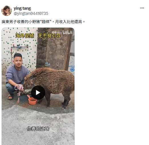 羅先生兩年前收養流浪小野豬「麵條」,如今不僅成為人氣網紅,還靠配種及短影音流量創造可觀收入。(圖/翻攝自X,@yingtan04410735)