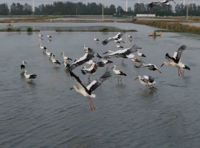 被譽為「鳥界大熊貓」保護動物東方白鸛，近年在中國大陸江蘇高郵、寶應、興化等里下河地區大量出現。（圖／翻攝自揚子晚報）