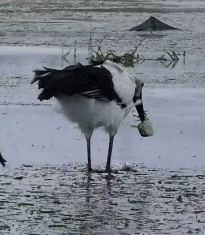 被譽為「鳥界大熊貓」保護動物東方白鸛，近年在中國大陸江蘇高郵、寶應、興化等里下河地區大量出現。（圖／翻攝自揚子晚報）