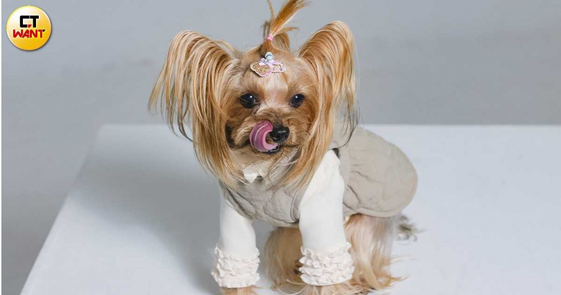 LALA是隻很親人的狗,只親人、不喜歡其他的狗。(圖/楊澍攝)