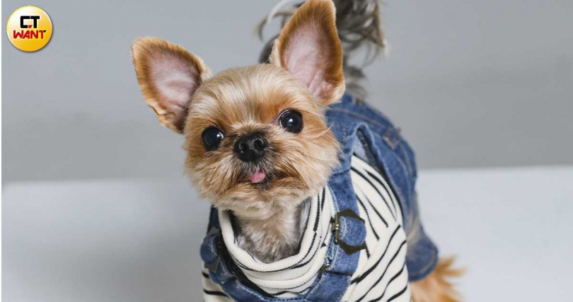 KIKI平常很愛自己轉圈圈玩耍。(圖/楊澍攝)