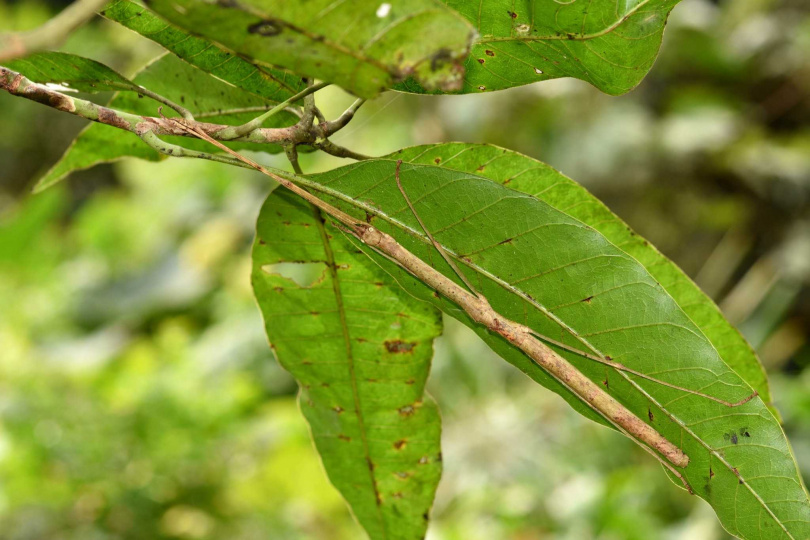 台北市立動物園昆蟲館近日收到竹節蟲卵。（圖／翻攝自Taipei Zoo 臺北市立動物園臉書）