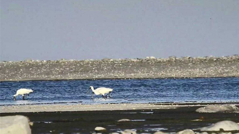 台東知本溪出海口觀測到13隻黑面琵鷺，其中3隻覓食動作俐落、反應迅速。（圖／民眾提供）
