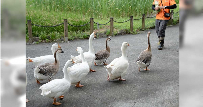 北市動物園今年暑假周六開放「動物涼一夏」的主題，提供民眾闔家入園體驗。（圖／台北市立動物園提供）