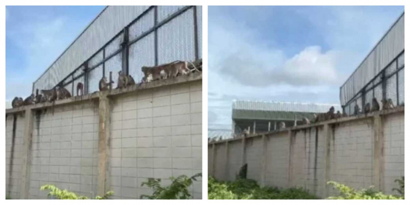 上百隻猴子從收容所逃出，在泰國羅布里街頭四處亂竄，場面失控。（圖／翻攝自Amarin TV）