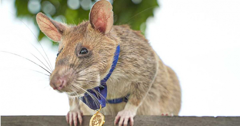 羅寧愛吃酪梨。