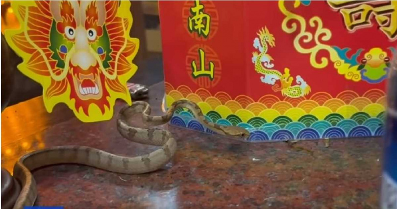 南投名間鄉的「天受宮」每逢端午節前後，都會有一條大頭蛇前來拜訪，且至今已連續46年未曾中斷，被廟方及信眾視為靈蛇。（圖／擷取自Facebook／松柏嶺天受宮北極玄天上帝）