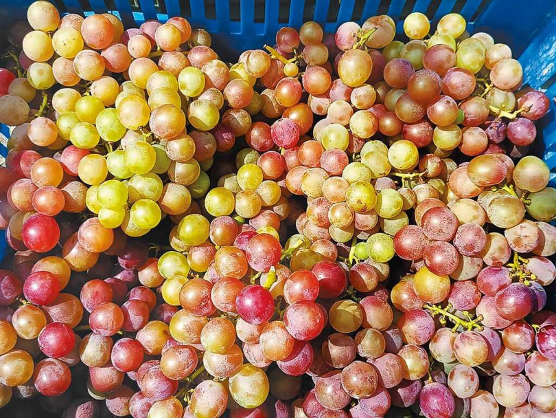 彰化有3成葡萄因受氣候影響，無法轉色為受消費者喜愛的深紫色。（圖／中國時報葉靜美攝）