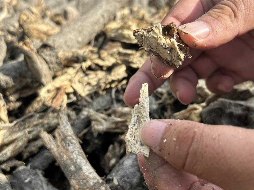 褐根病是一種潛伏於土壤中的真菌病害，會侵蝕樹木根系、導致植株枯萎。（圖／中國時報謝佳潾攝）