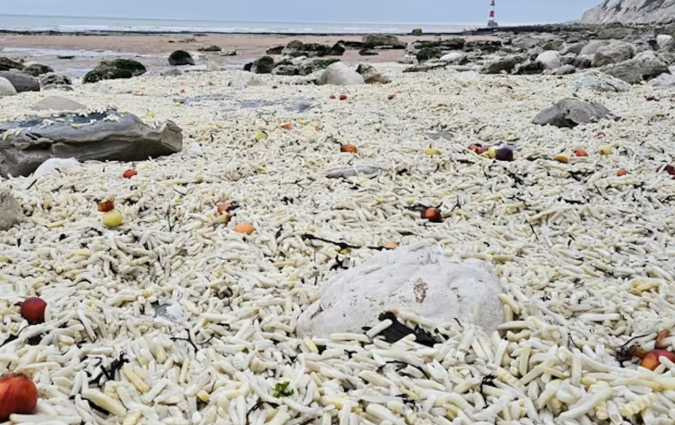 當地居民喬爾．波尼奇散步時發現異狀，形容沙灘像『加勒比金色沙灘』但實為炸物與塑膠殘骸。