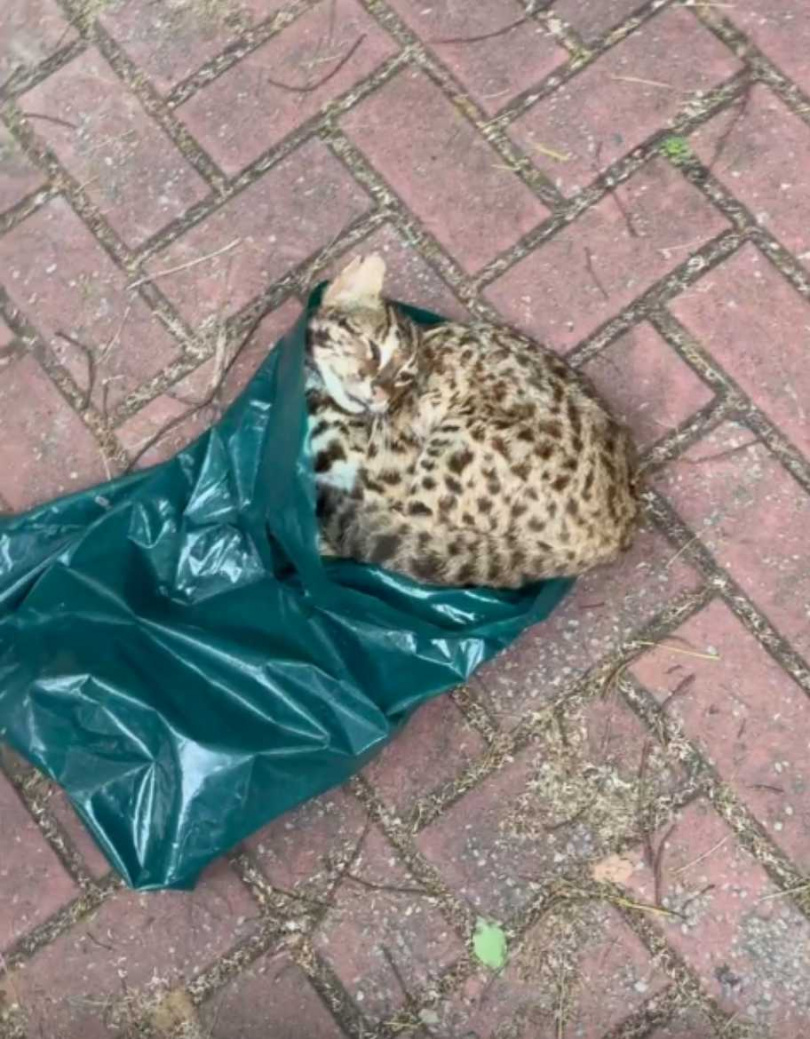 越籍移工潘克協自製獵槍宰殺石虎,一審遭判應執行有期徒刑8年2月,併科罰金14萬元。(圖/新竹流浪動物珍愛協會提供)