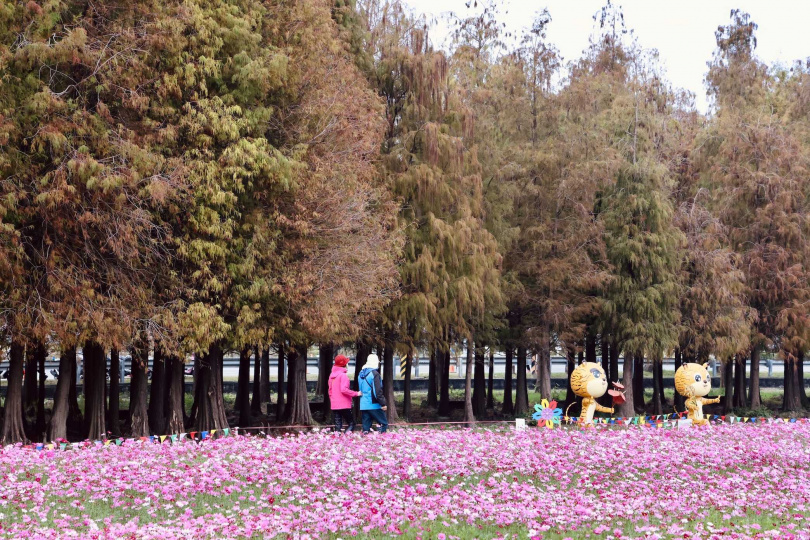 六甲落羽松目前正是欣賞的好時機，周邊也有花海盛放。（圖／台南市政府提供）