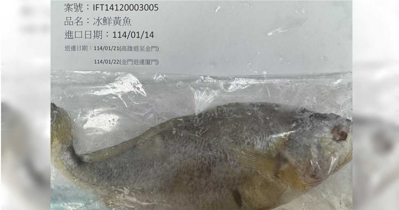 「陽澄之王有限公司」自中國大陸輸入的冰鮮黃魚，在邊境檢出2種抗生素不合格，產品共6080公斤必須在邊境退運或銷毀。（圖／食藥署）