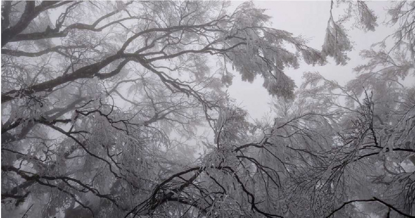 宜蘭太平山國家森林遊樂區降下冰霰,放眼望去一片白茫茫。(圖/擷取自Facebook/太平山國家森林遊樂區)